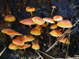 Xeromphalina campanella, closer view of various stages of development. Notice the striate cap margins and slightly umbilicate cap centers.